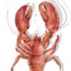 Tischsets Lobster